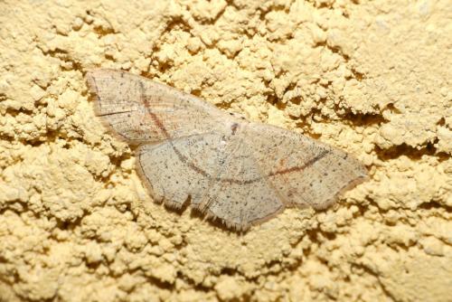 Réf. 181 705 : Cyclophora punctaria